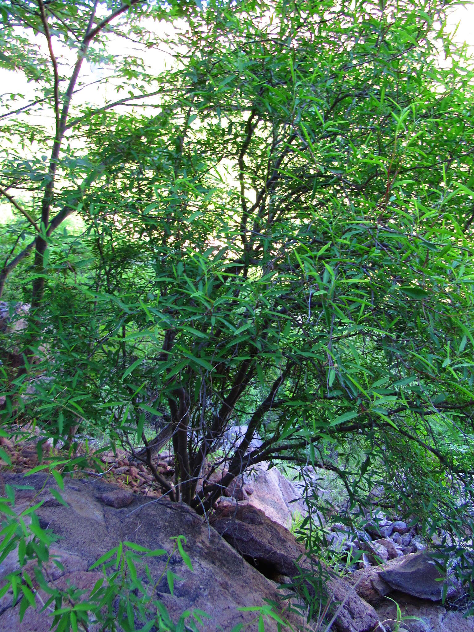 Image of Euphorbia gentryi V. W. Steinm. & T. F. Daniel