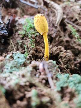 Image of Leucocoprinus brunneoluteus Capelari & Gimenes 2004