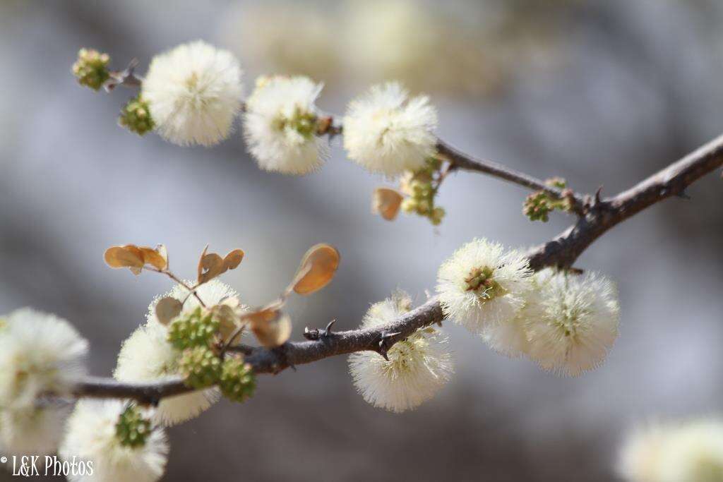 Sivun Senegalia mellifera subsp. detinens (Burch.) Kyal. & Boatwr. kuva