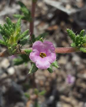 Image of hairy crinklemat