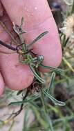 Image of Blochman's erigeron