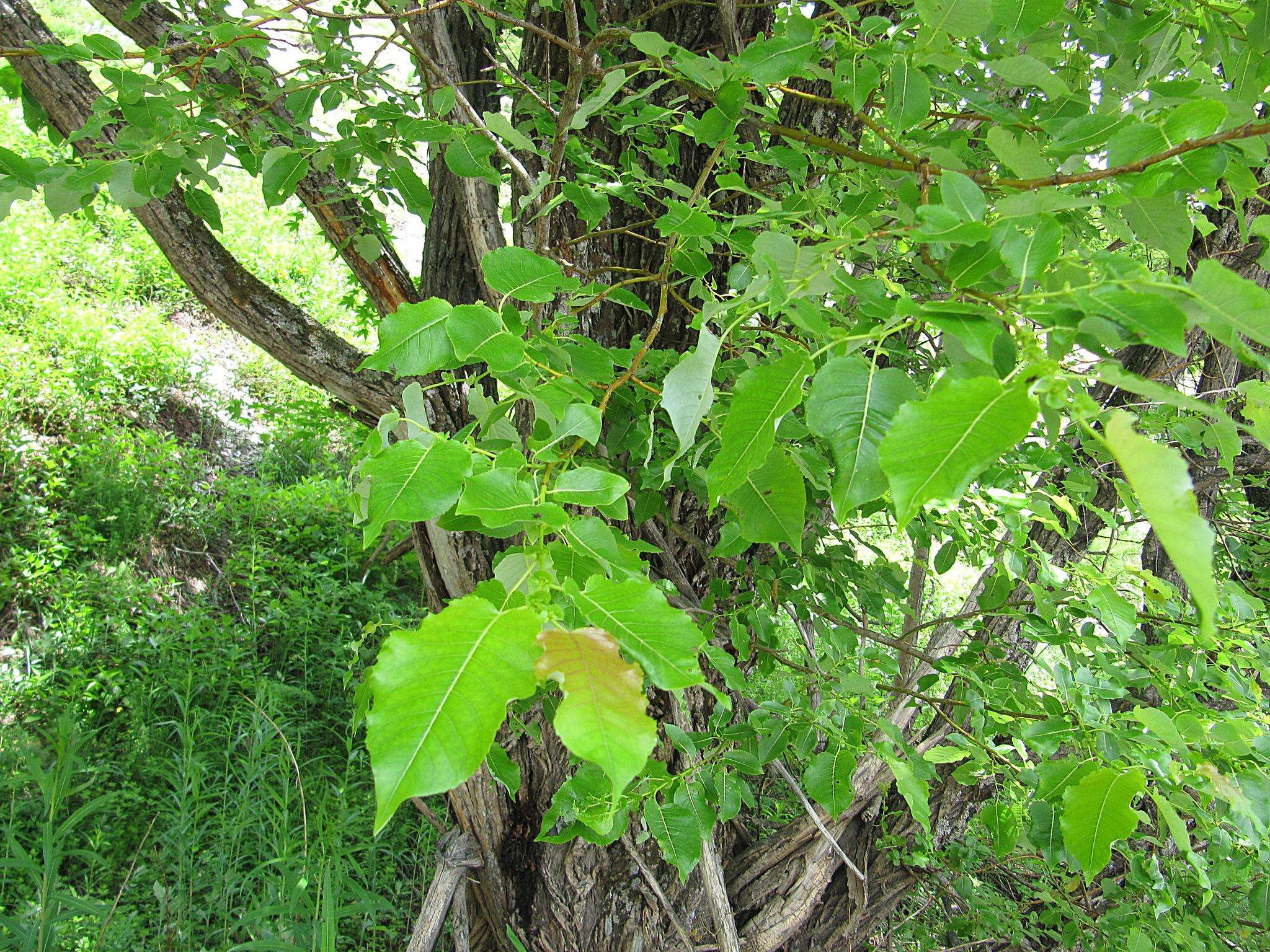 Image of Chosenia cardiophylla (Trautv. & C. A. Mey.) N Chao