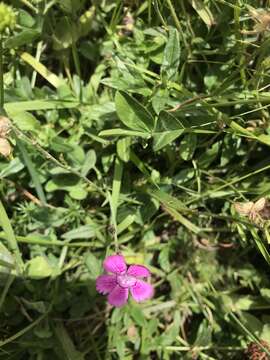 Слика од Dianthus deltoides subsp. deltoides