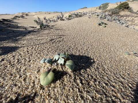 Image of beach shieldpod