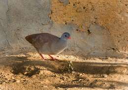 Image of Small-billed Tinamou