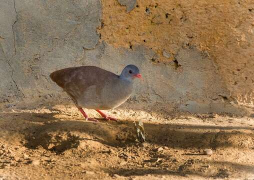 Image of Small-billed Tinamou