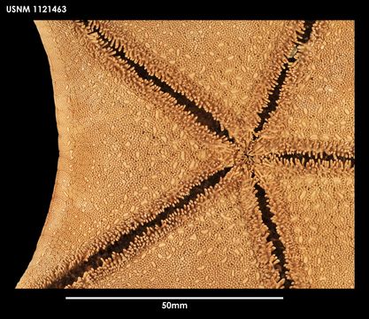 Image of <i>Diplodontias singularis</i> (Muller & Troschel 1843)