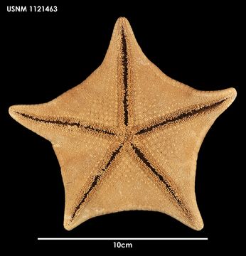 Image of <i>Diplodontias singularis</i> (Muller & Troschel 1843)