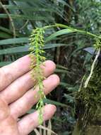 Image of Epidendrum armeniacum Lindl.