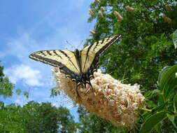 Sivun Papilio multicaudata Kirby 1884 kuva