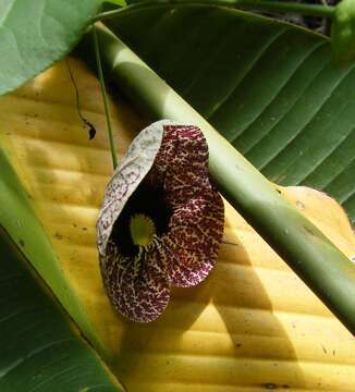 صورة Aristolochia elegans Mast.