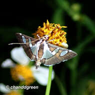 Image of Glyphodes bicolor Swainson (1821)