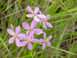 Sabatia brachiata Ell. resmi