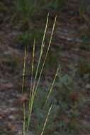 Schizachyrium scoparium subsp. divergens (Hack.) Gandhi & Smeins resmi