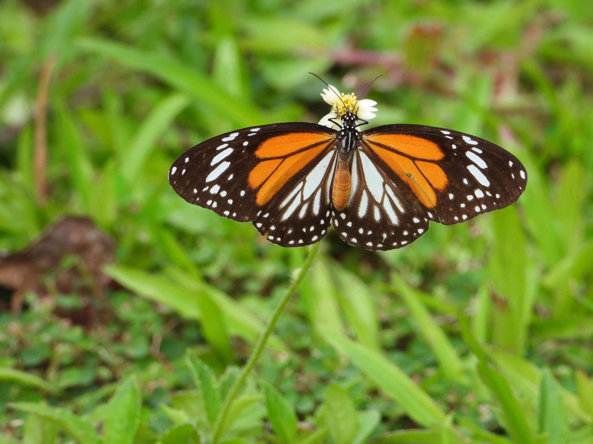 Sivun Danaus (Anosia) melanippus Cramer 1777 kuva