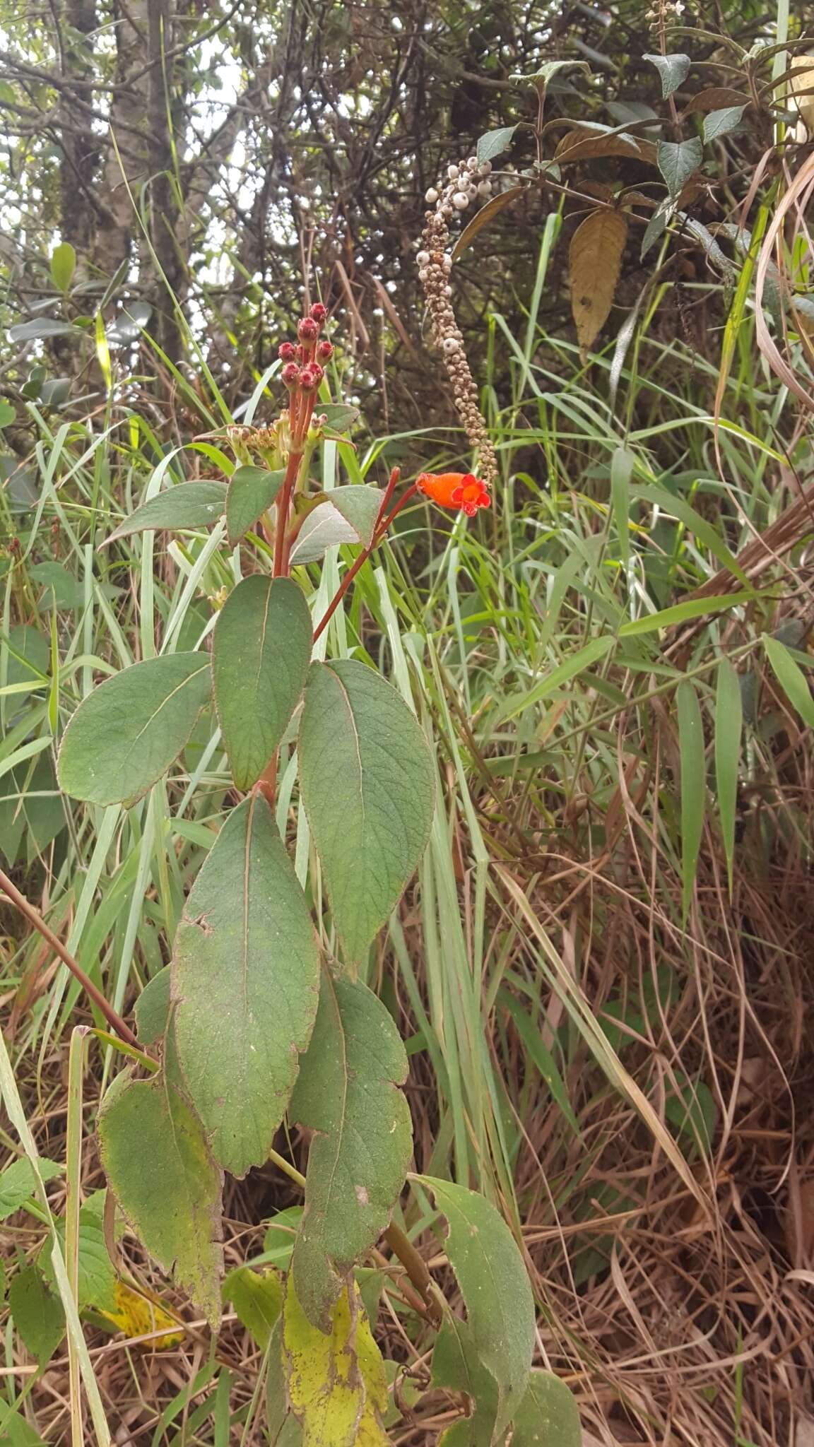 Image of Kohleria trianae (Regel) Hanst.