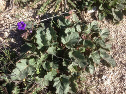 Image of wild canterbury bells