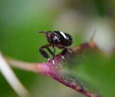 Image of Pissonotus nitens (Van Duzee 1909)