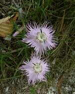 صورة Dianthus sternbergii Sibth.