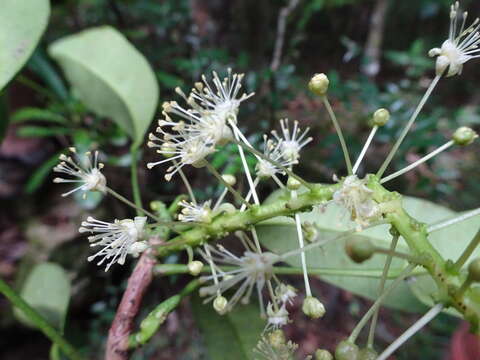 Image of Codiaeum peltatum (Labill.) P. S. Green