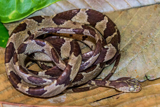 Imantodes cenchoa (Linnaeus 1758) resmi