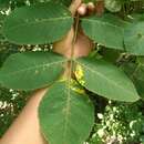 Image of Bursera sarcopoda P. G. Wilson