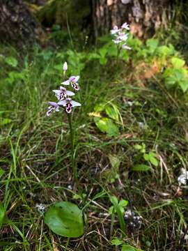 Plancia ëd Galearis rotundifolia f. lineata