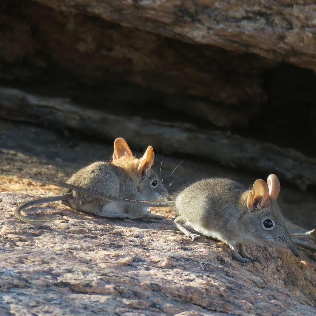 Image of Western Rock Elephant Shrew