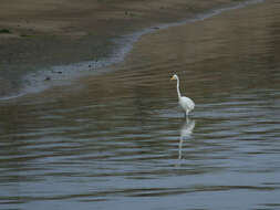 Image of Great Egret