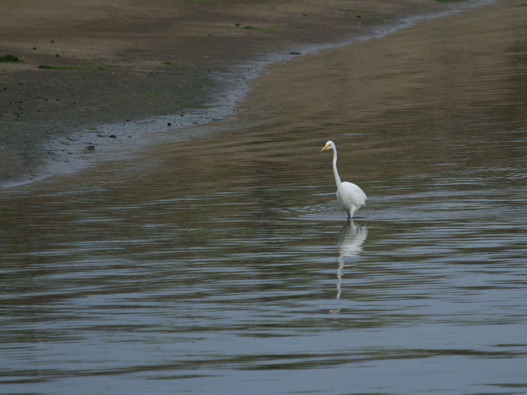 Image of Great Egret