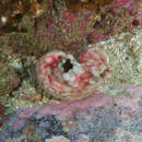 Image of Stalked ascidian