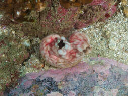 Image of Stalked ascidian