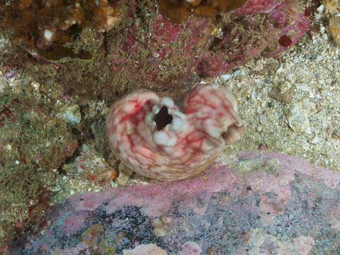 Image of Stalked ascidian