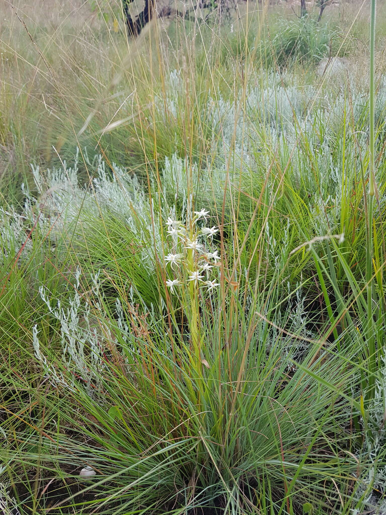 Image of Habenaria caffra Schltr.