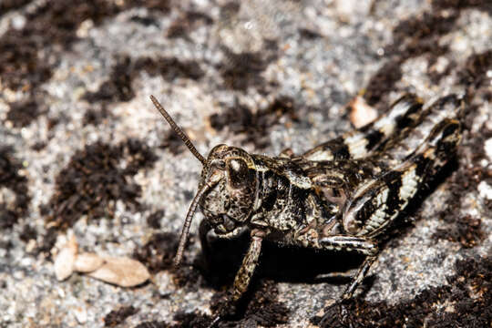 Image of Homer grasshopper