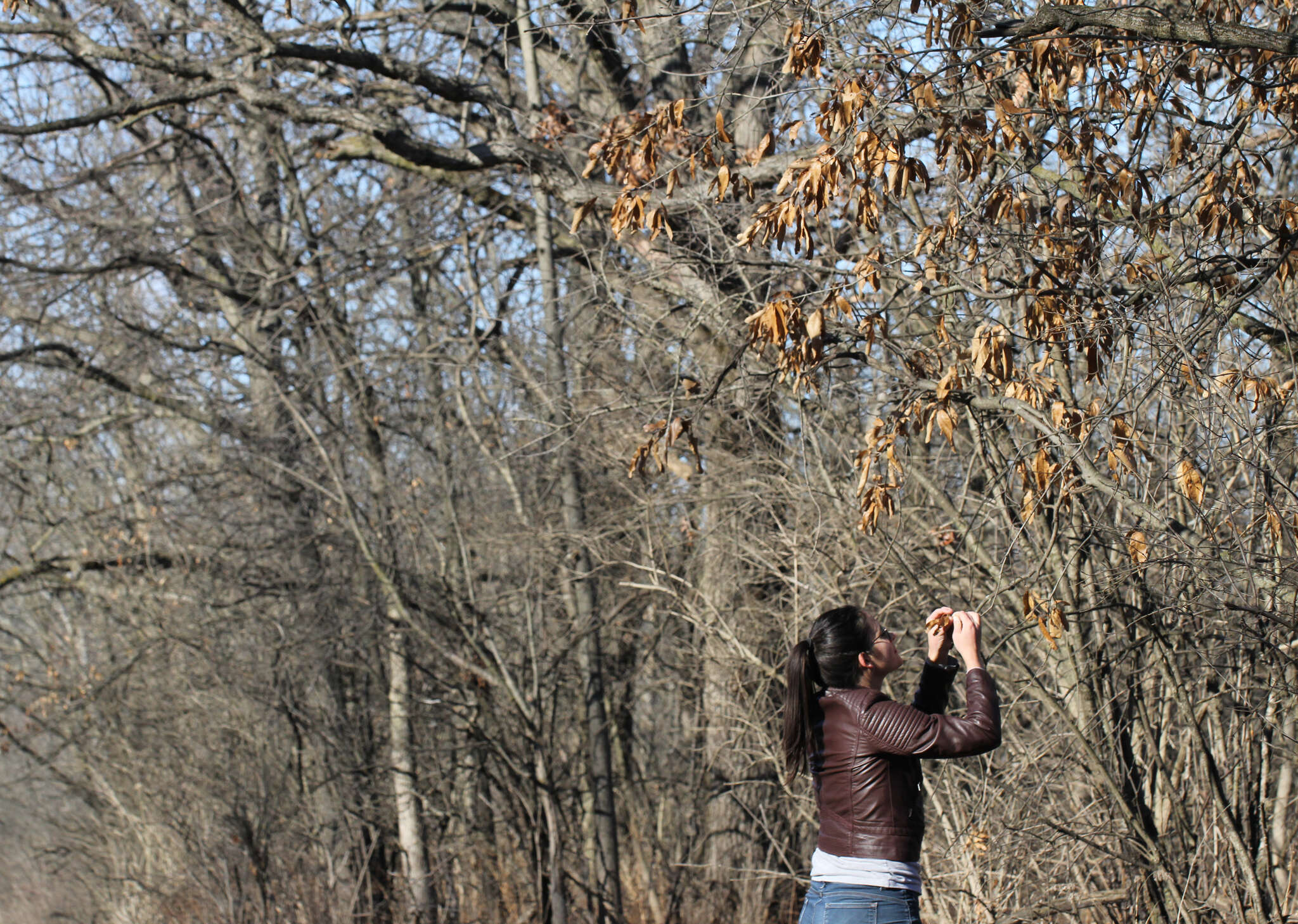 Image of Laurel Oak