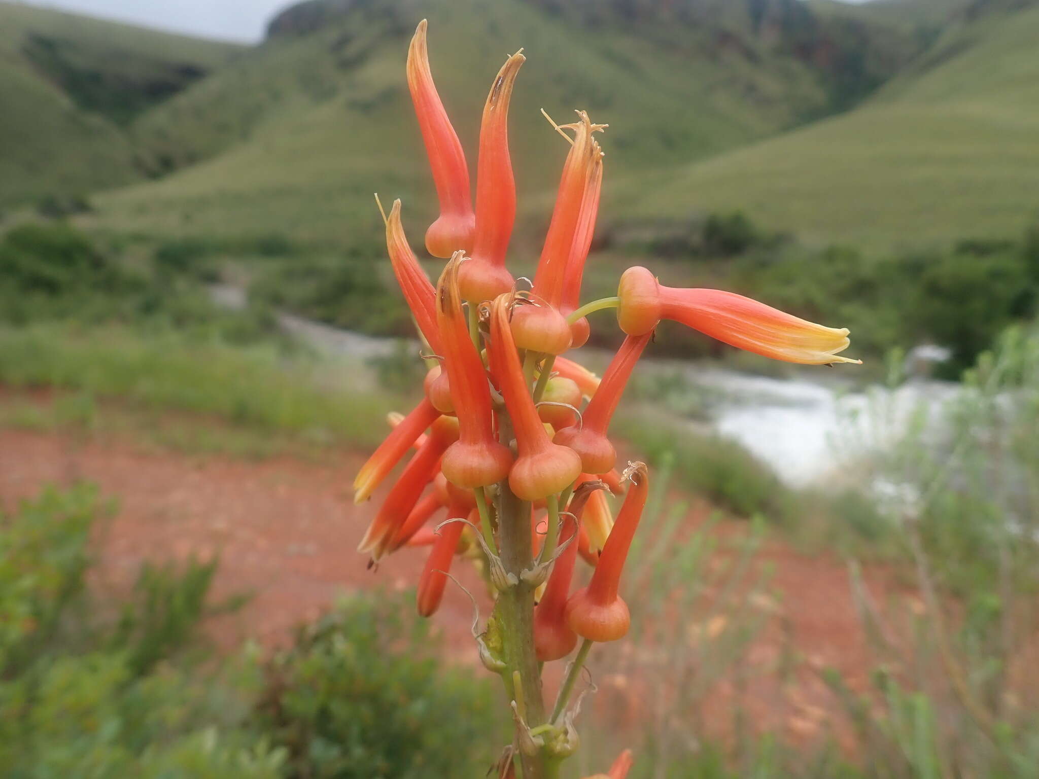 Aloe fosteri Pillans resmi