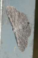 صورة Idaea violacearia Walker 1861