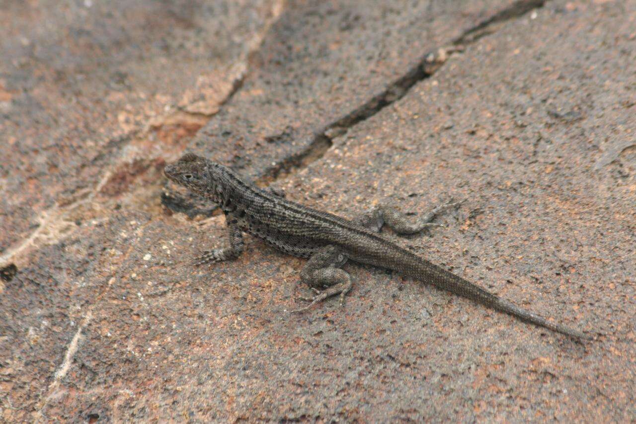 Plancia ëd Microlophus jacobii (Baur 1892)