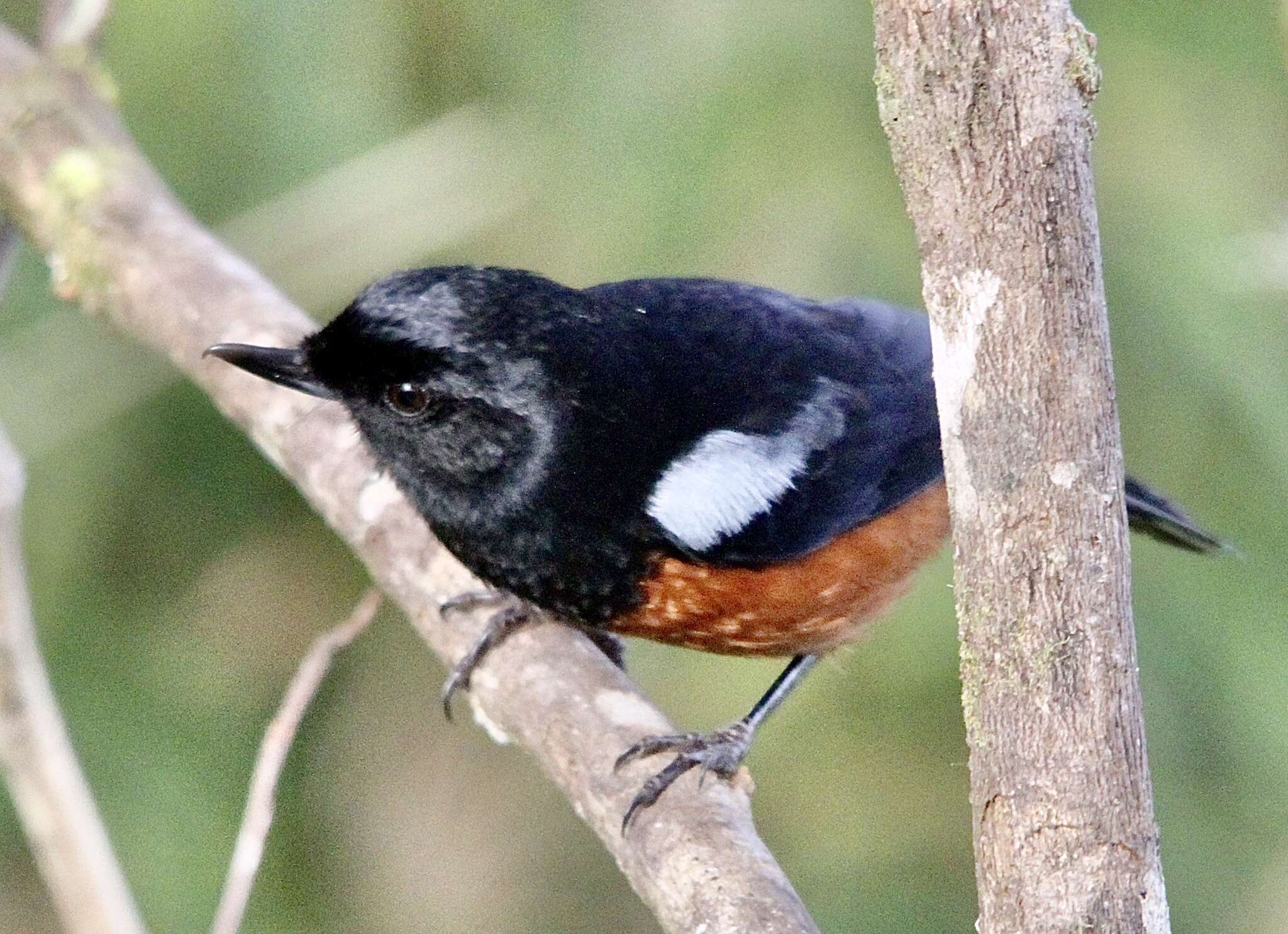 Image of Chestnut-bellied Flower-piercer