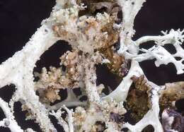 Image of Tremella everniae Diederich 1996