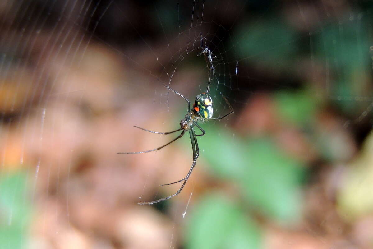 Image of Leucauge argyrobapta (White 1841)