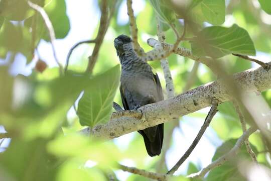 Image of Rüppell's Parrot