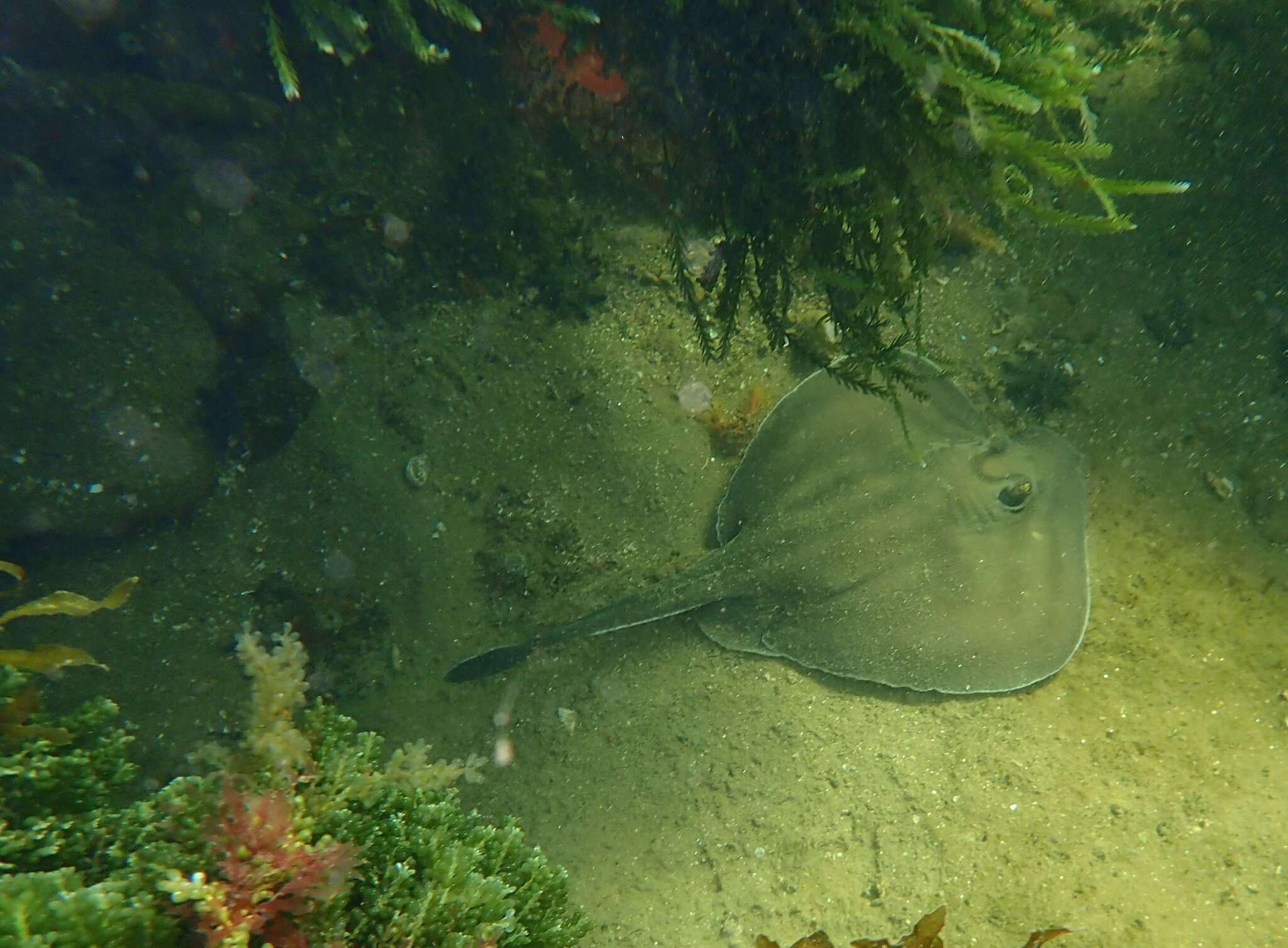 Image of Dixons Stingaree