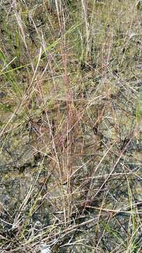 Image de Schizachyrium rhizomatum (Swallen) Gould