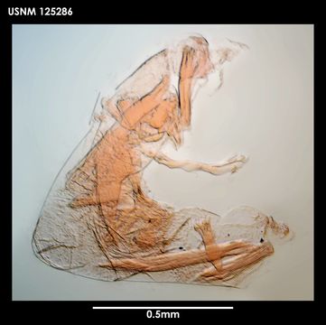 Image of <i>Litoscalpellum discoveryi</i> (Gruvel 1906)