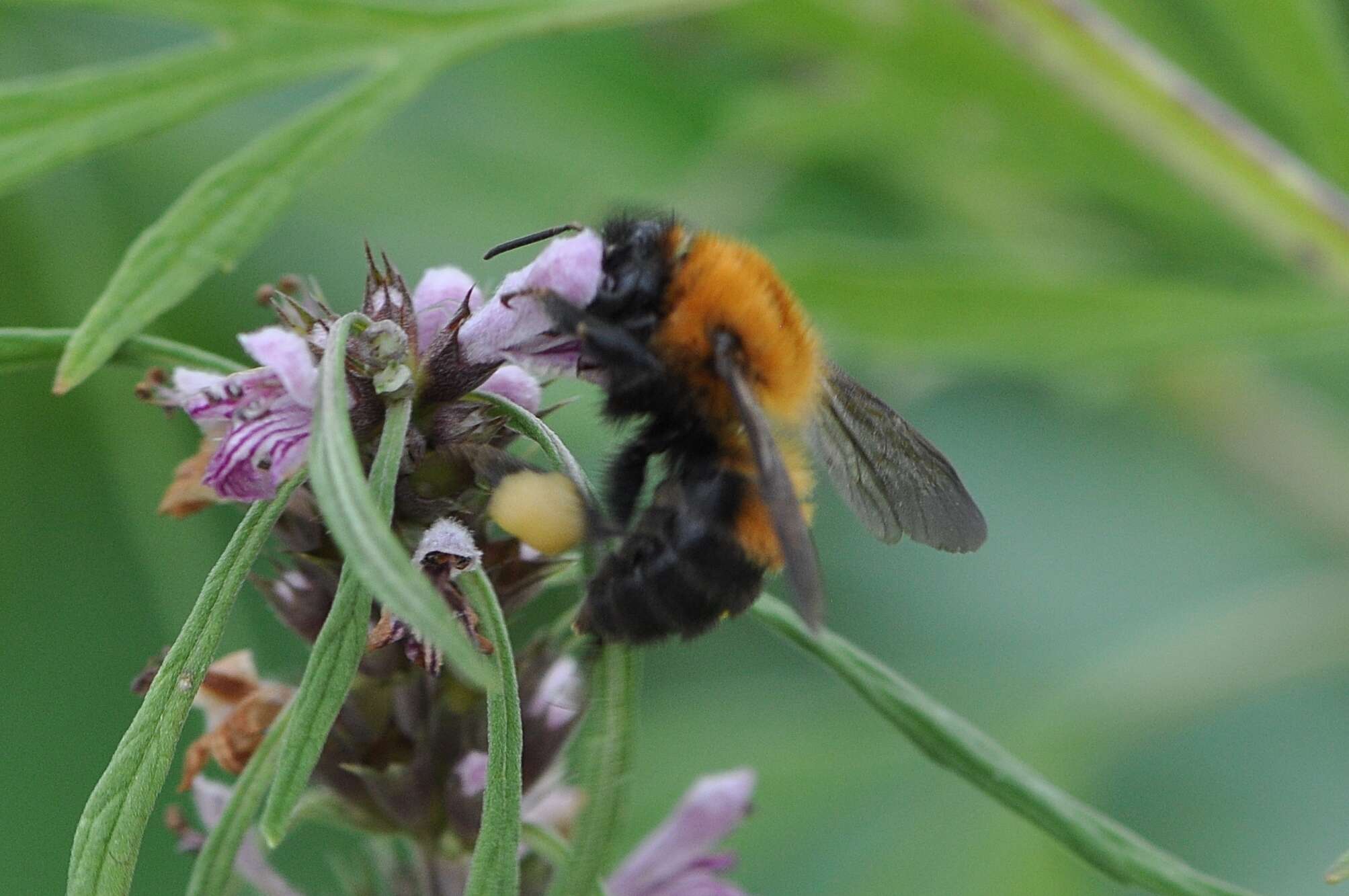 Слика од Bombus opulentus Smith 1861