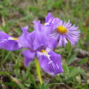 Sivun Iris collettii Hook. fil. kuva