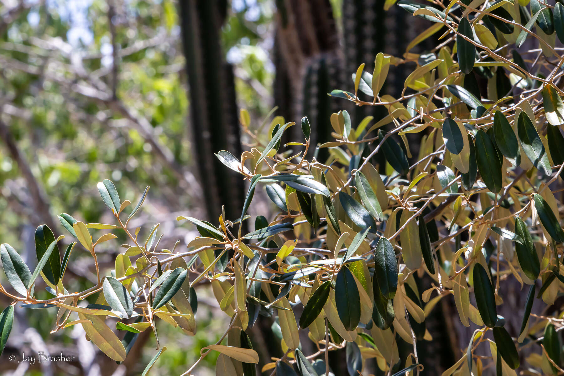 Image of Capparis cynophallophora L.