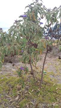 Image of Solanum crinitipes Dun.